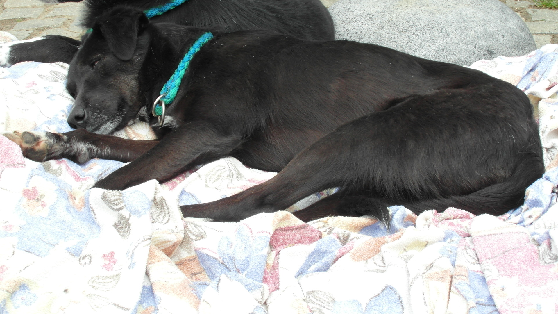 Coco4.JPG (1920 x 1080)